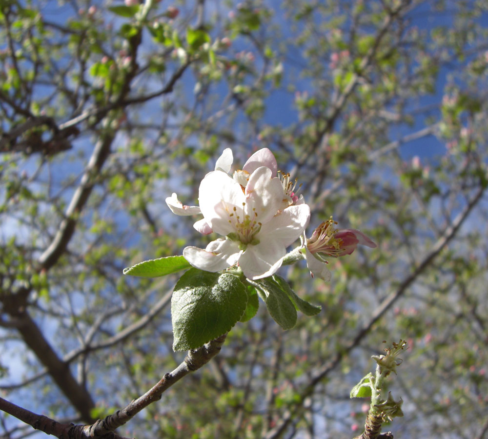 apple blossom against sky